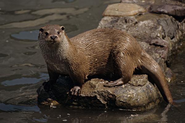 Route de la Loutre imatge