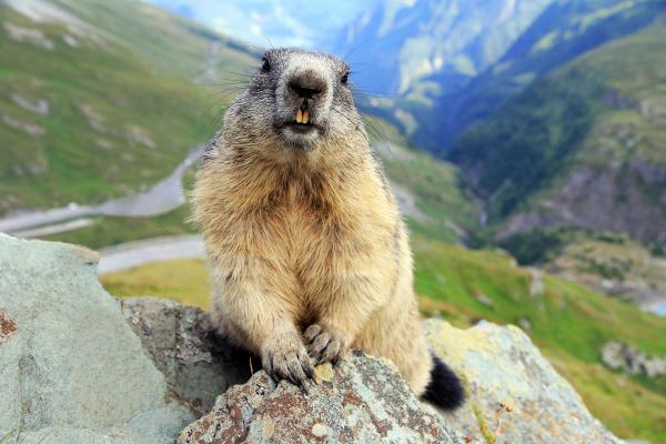 Route de la Marmotte imatge